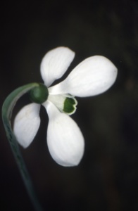 Galanthus elwesii 'Mr Blobby'